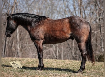 American Quarter Horse, Gelding, 8 years, 15,1 hh, Roan-Blue