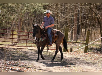 American Quarter Horse, Gelding, 8 years, 15,1 hh, Roan-Blue