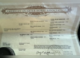 American Quarter Horse, Gelding, 8 years, 15,1 hh, Roan-Blue