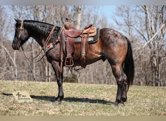 American Quarter Horse, Gelding, 8 years, 15,1 hh, Roan-Blue