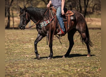 American Quarter Horse, Gelding, 8 years, 15,1 hh, Roan-Blue