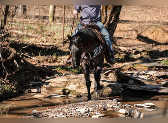 American Quarter Horse, Gelding, 8 years, 15,1 hh, Roan-Blue