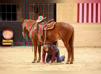 American Quarter Horse, Gelding, 8 years, 15.1 hh, Roan-Red