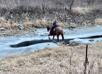 American Quarter Horse, Gelding, 8 years, 15.1 hh, Roan-Red