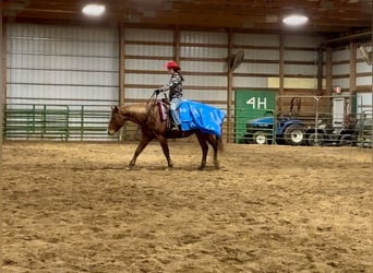 American Quarter Horse, Gelding, 8 years, 15.1 hh, Roan-Red