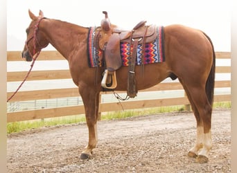American Quarter Horse, Gelding, 8 years, 15.1 hh, Sorrel