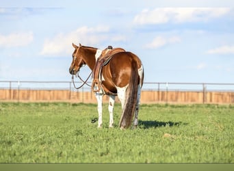 American Quarter Horse, Gelding, 8 years, 15.1 hh, Tobiano-all-colors