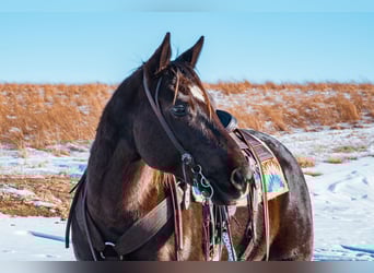 American Quarter Horse, Gelding, 8 years, 15.2 hh, Black