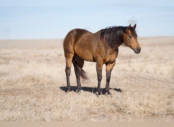 American Quarter Horse, Gelding, 8 years, 15.2 hh, Buckskin