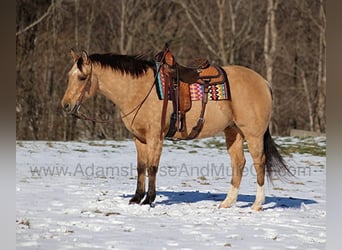 American Quarter Horse, Gelding, 8 years, 15.2 hh, Buckskin