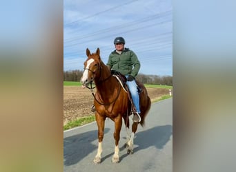 American Quarter Horse, Gelding, 8 years, 15.2 hh, Chestnut-Red