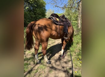 American Quarter Horse, Gelding, 8 years, 15.2 hh, Chestnut-Red