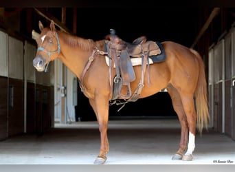 American Quarter Horse, Gelding, 8 years, 15.2 hh, Chestnut
