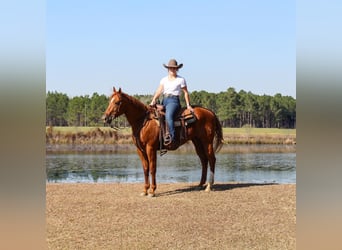 American Quarter Horse, Gelding, 8 years, 15.2 hh, Chestnut