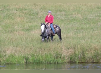 American Quarter Horse, Gelding, 8 years, 15.2 hh, Gray-Dapple