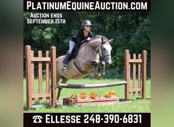 American Quarter Horse, Gelding, 8 years, 15,2 hh, Gray