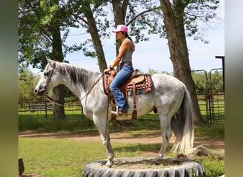 American Quarter Horse, Gelding, 8 years, 15.2 hh, Gray