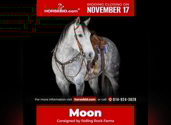 American Quarter Horse, Gelding, 8 years, 15.2 hh, Grey