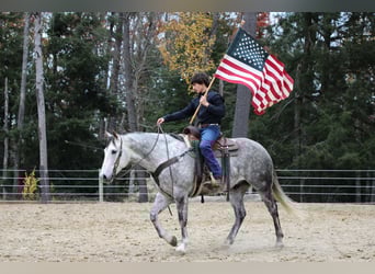 American Quarter Horse, Gelding, 8 years, 15.2 hh, Grey