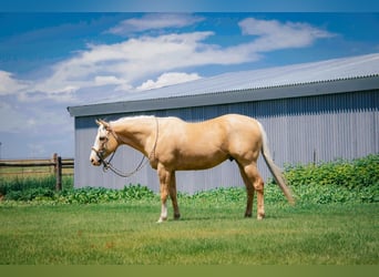 American Quarter Horse, Gelding, 8 years, 15.2 hh, Palomino