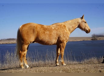 American Quarter Horse, Gelding, 8 years, 15.2 hh, Palomino