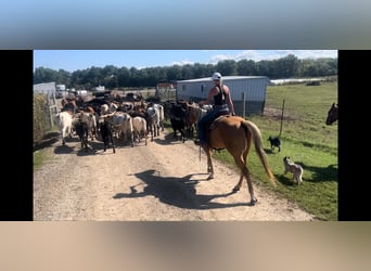 American Quarter Horse, Gelding, 8 years, 15,2 hh, Palomino