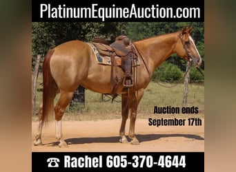 American Quarter Horse, Gelding, 8 years, 15,2 hh, Red Dun