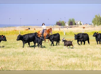 American Quarter Horse, Wallach, 8 Jahre, 15,2 hh, Red Dun