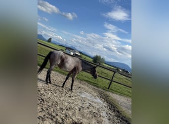 American Quarter Horse, Gelding, 8 years, 15.2 hh, Roan-Bay