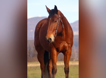 American Quarter Horse, Gelding, 8 years, 15,3 hh, Brown