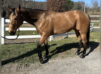 American Quarter Horse, Gelding, 8 years, 15.3 hh, Buckskin