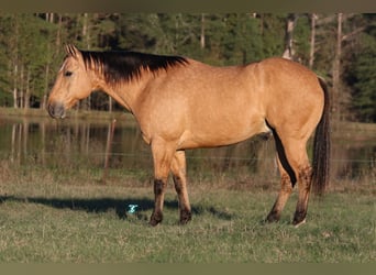 American Quarter Horse, Gelding, 8 years, 15,3 hh, Dun