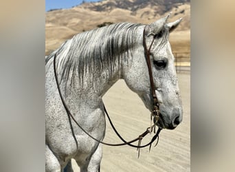 American Quarter Horse, Gelding, 8 years, 15.3 hh, Gray