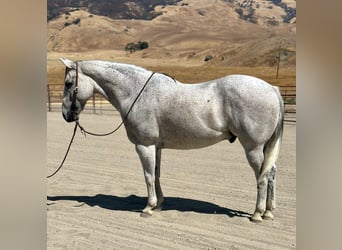 American Quarter Horse, Gelding, 8 years, 15.3 hh, Gray