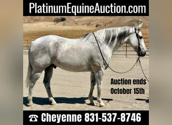 American Quarter Horse, Gelding, 8 years, 15.3 hh, Gray