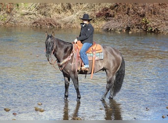 American Quarter Horse, Gelding, 8 years, 15,3 hh, Grullo