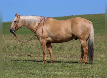 American Quarter Horse, Gelding, 8 years, 15,3 hh, Palomino