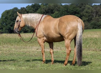 American Quarter Horse, Gelding, 8 years, 15,3 hh, Palomino