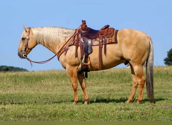 American Quarter Horse, Gelding, 8 years, 15,3 hh, Palomino