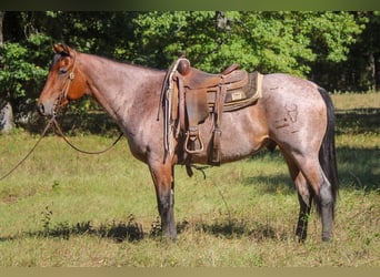 American Quarter Horse, Gelding, 8 years, 15,3 hh, Roan-Bay