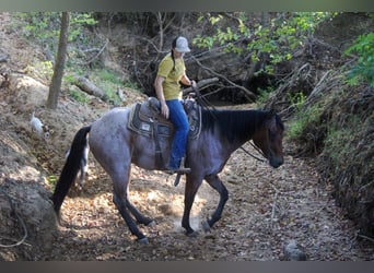 American Quarter Horse, Gelding, 8 years, 15,3 hh, Roan-Bay