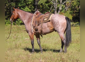 American Quarter Horse, Gelding, 8 years, 15,3 hh, Roan-Bay