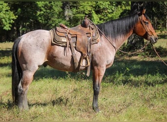 American Quarter Horse, Gelding, 8 years, 15,3 hh, Roan-Bay