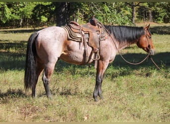 American Quarter Horse, Gelding, 8 years, 15,3 hh, Roan-Bay