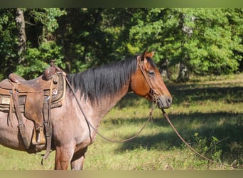 American Quarter Horse, Gelding, 8 years, 15,3 hh, Roan-Bay