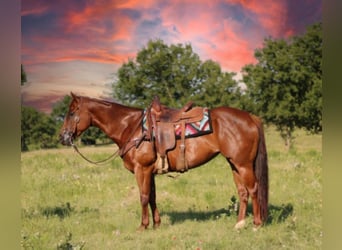 American Quarter Horse, Gelding, 8 years, 15.3 hh, Roan-Red