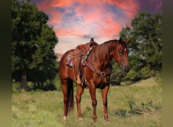 American Quarter Horse, Gelding, 8 years, 15.3 hh, Roan-Red