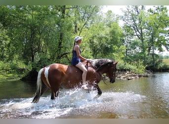 American Quarter Horse, Gelding, 8 years, 15,3 hh, Tobiano-all-colors