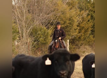 American Quarter Horse, Gelding, 8 years, 15 hh, Bay