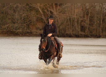 American Quarter Horse, Gelding, 8 years, 15 hh, Bay